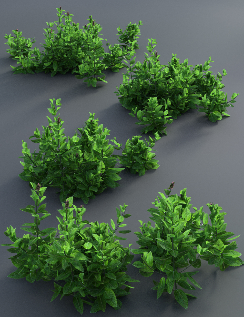 Garden Plants - Herbs Vol 2 by: MartinJFrost, 3D Models by Daz 3D