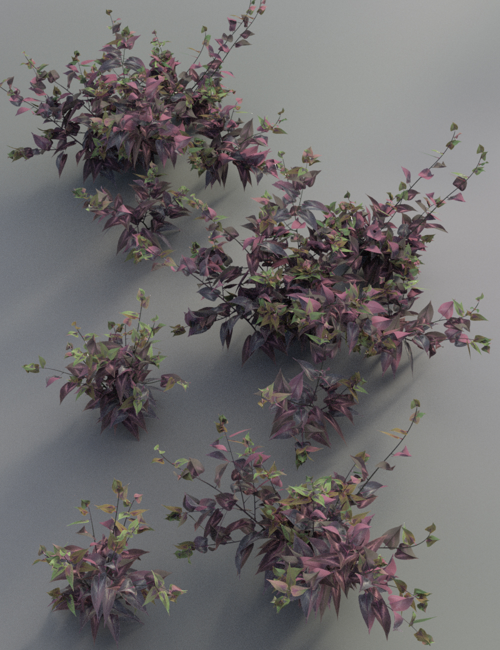Garden Plants - Summer Border Collection by: MartinJFrost, 3D Models by Daz 3D