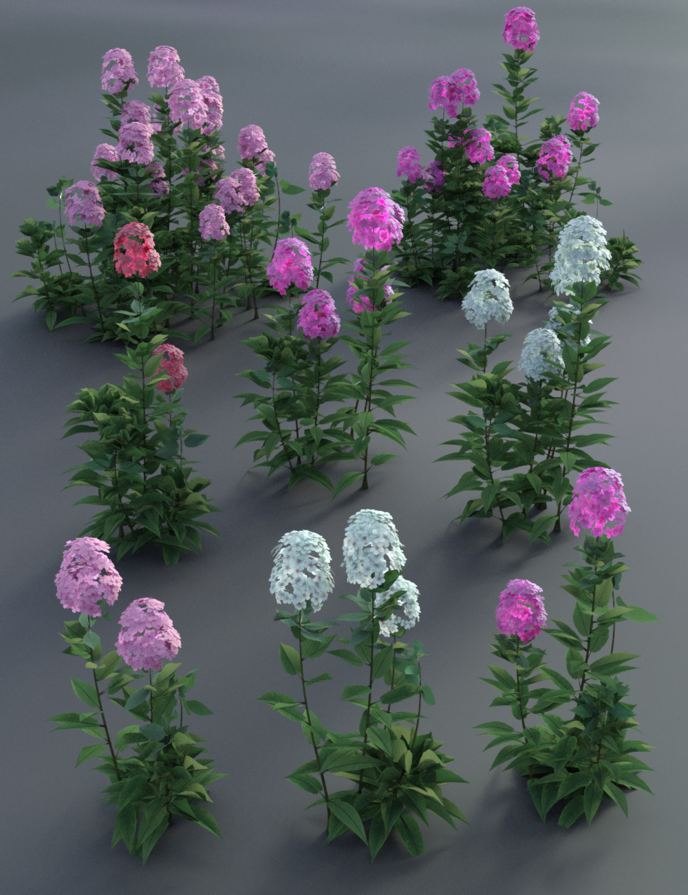Garden Plants - Summer Border Collection by: MartinJFrost, 3D Models by Daz 3D