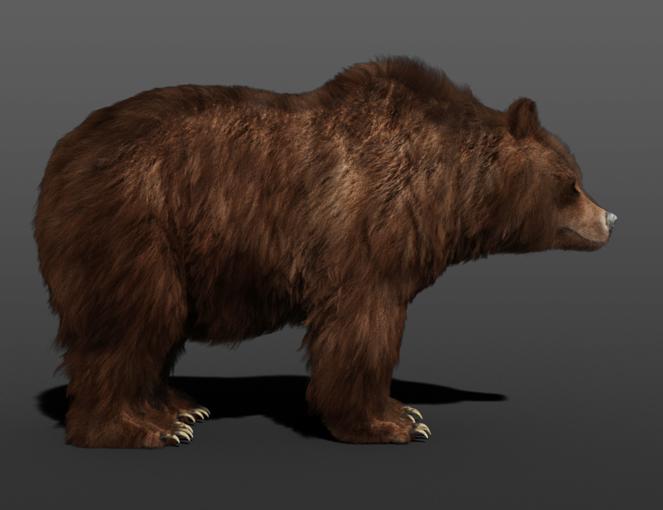 dForce Hair for Brown Bear by AM by: Alessandro_AM, 3D Models by Daz 3D