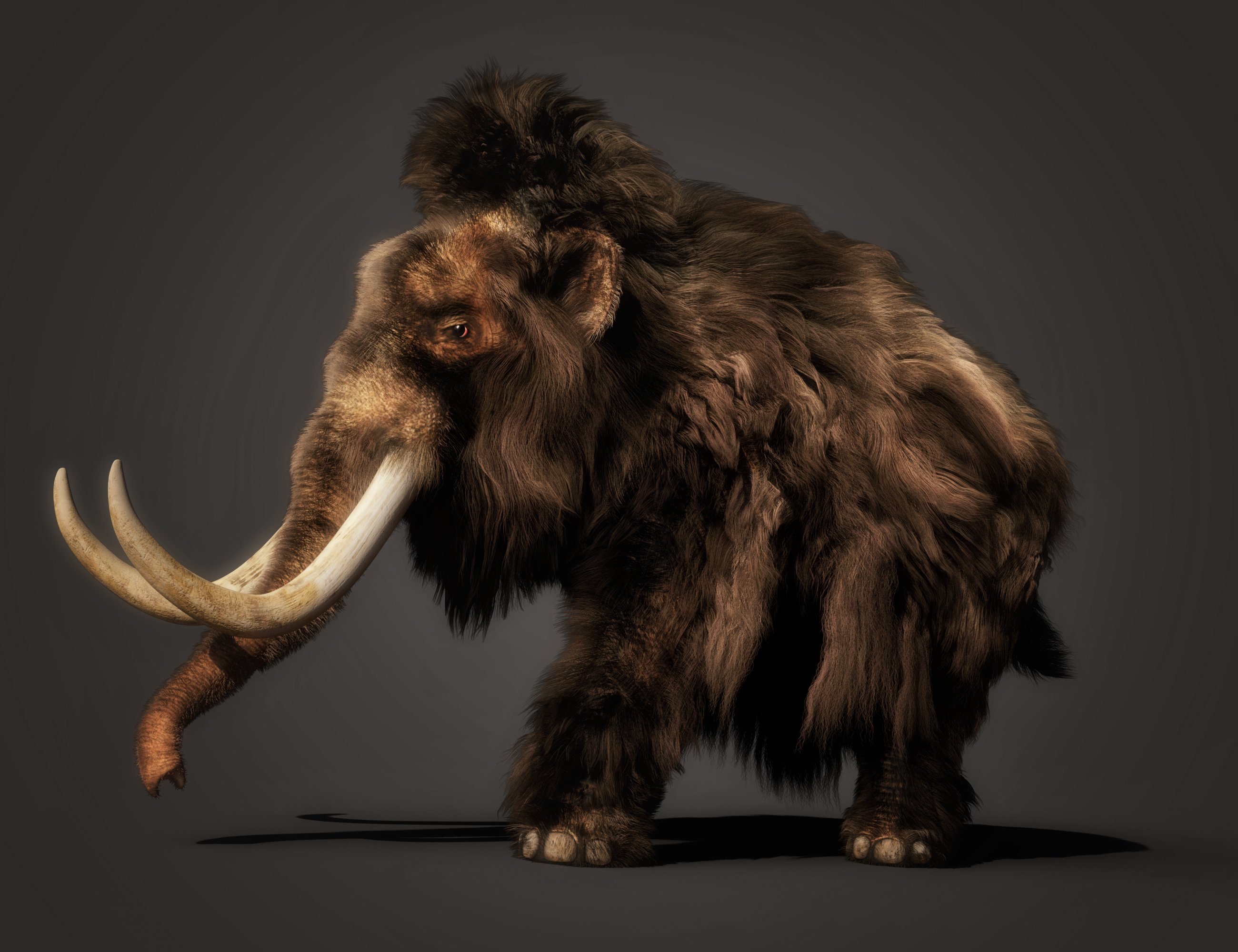 dForce Hair for Woolly Mammoth by AM by: Alessandro_AM, 3D Models by Daz 3D