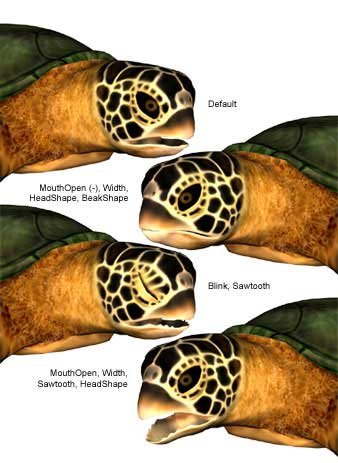 Sea Turtle by: , 3D Models by Daz 3D