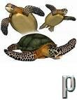 Sea Turtle by: , 3D Models by Daz 3D