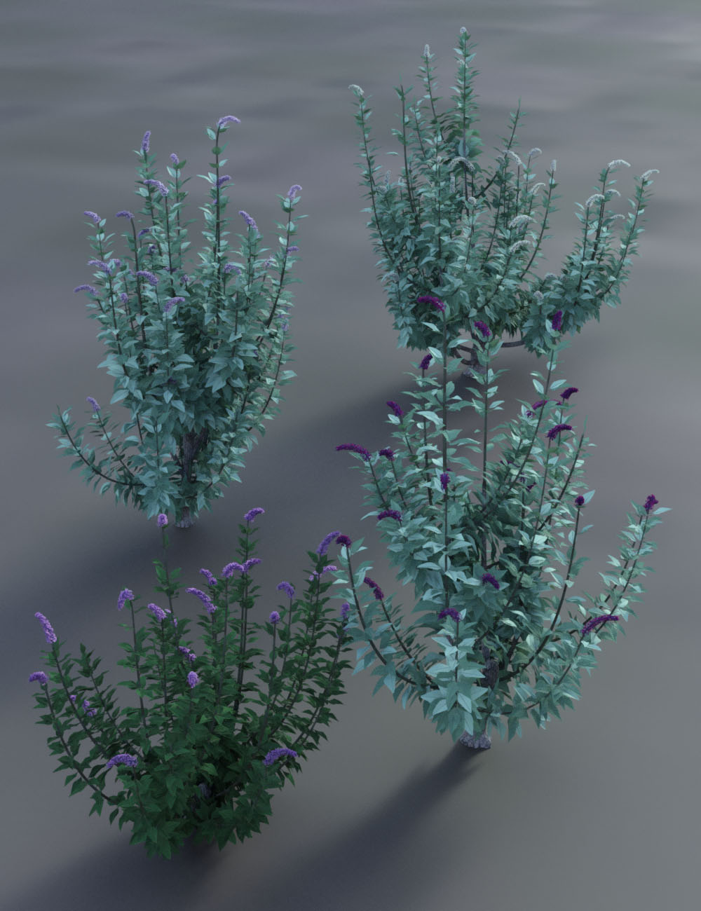 Buddleia - Butterfly Bushes Buddleia - Butterfly Bushes by: MartinJFrost, 3D Models by Daz 3D