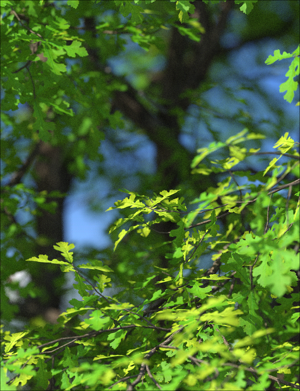 UltraTrees - Arboretum Volume 1 UltraTrees - Arboretum Volume 1 by: HowieFarkes, 3D Models by Daz 3D