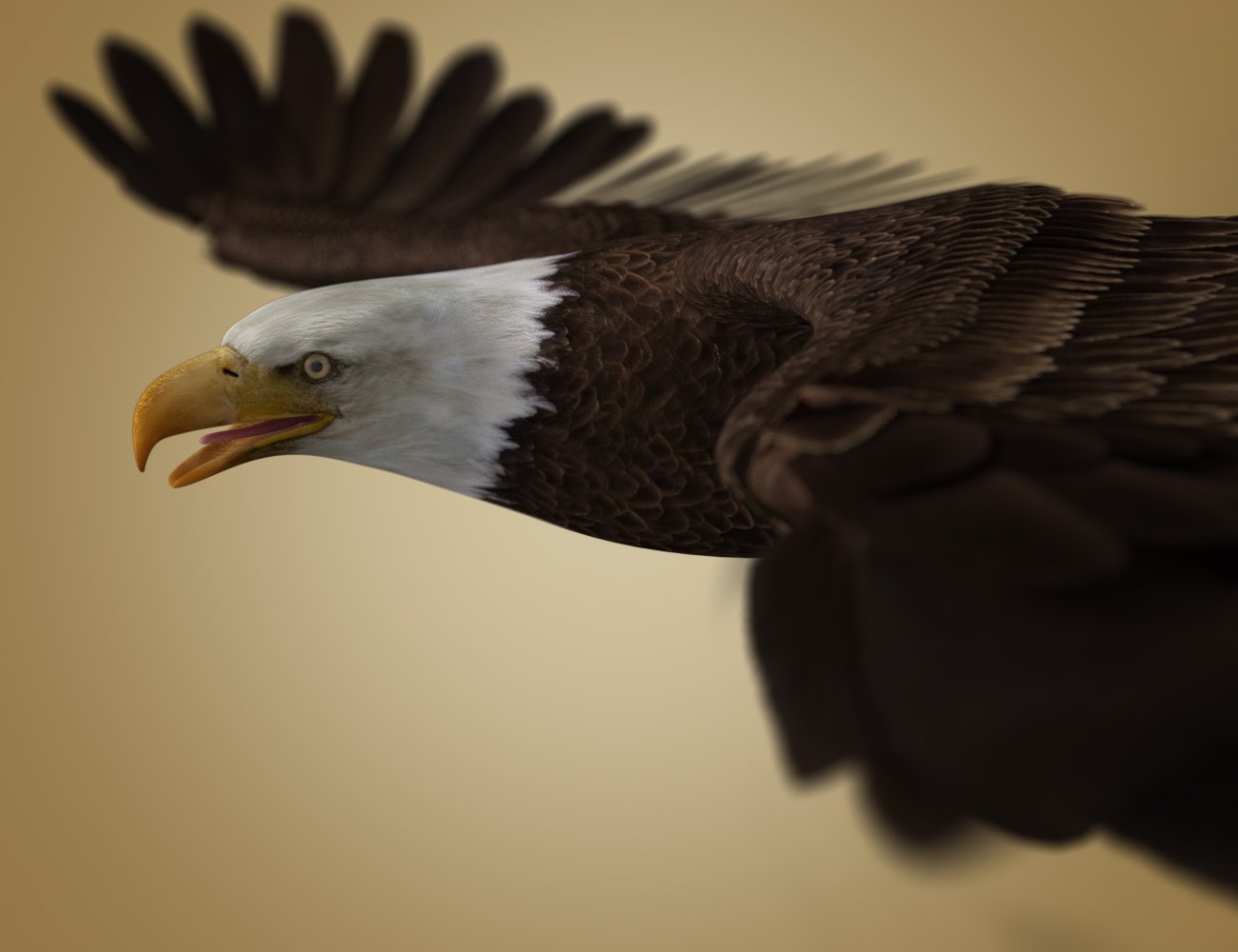 Deepsea's Eagle Deepsea's Eagle by: Deepsea, 3D Models by Daz 3D
