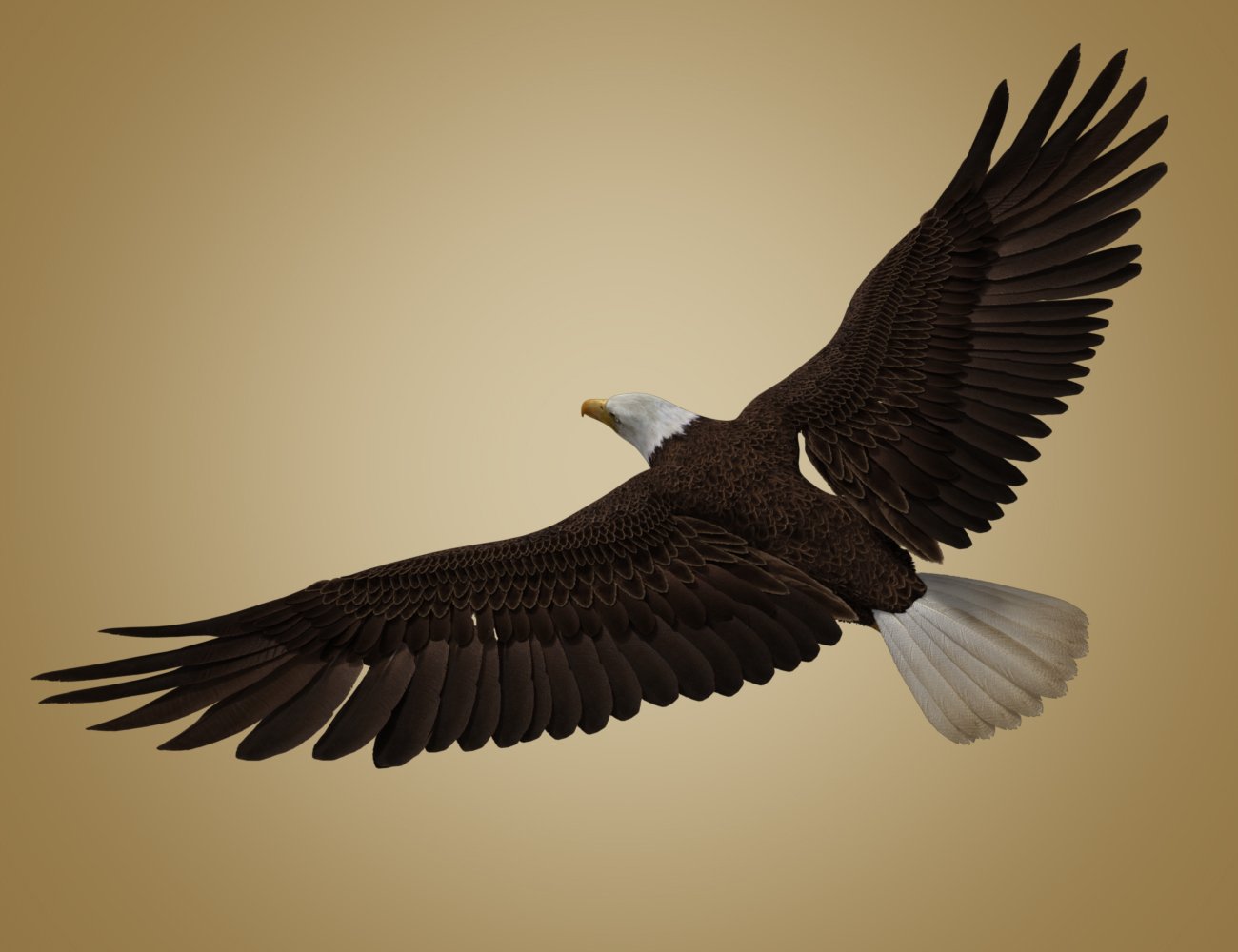 Deepsea's Eagle by: Deepsea, 3D Models by Daz 3D