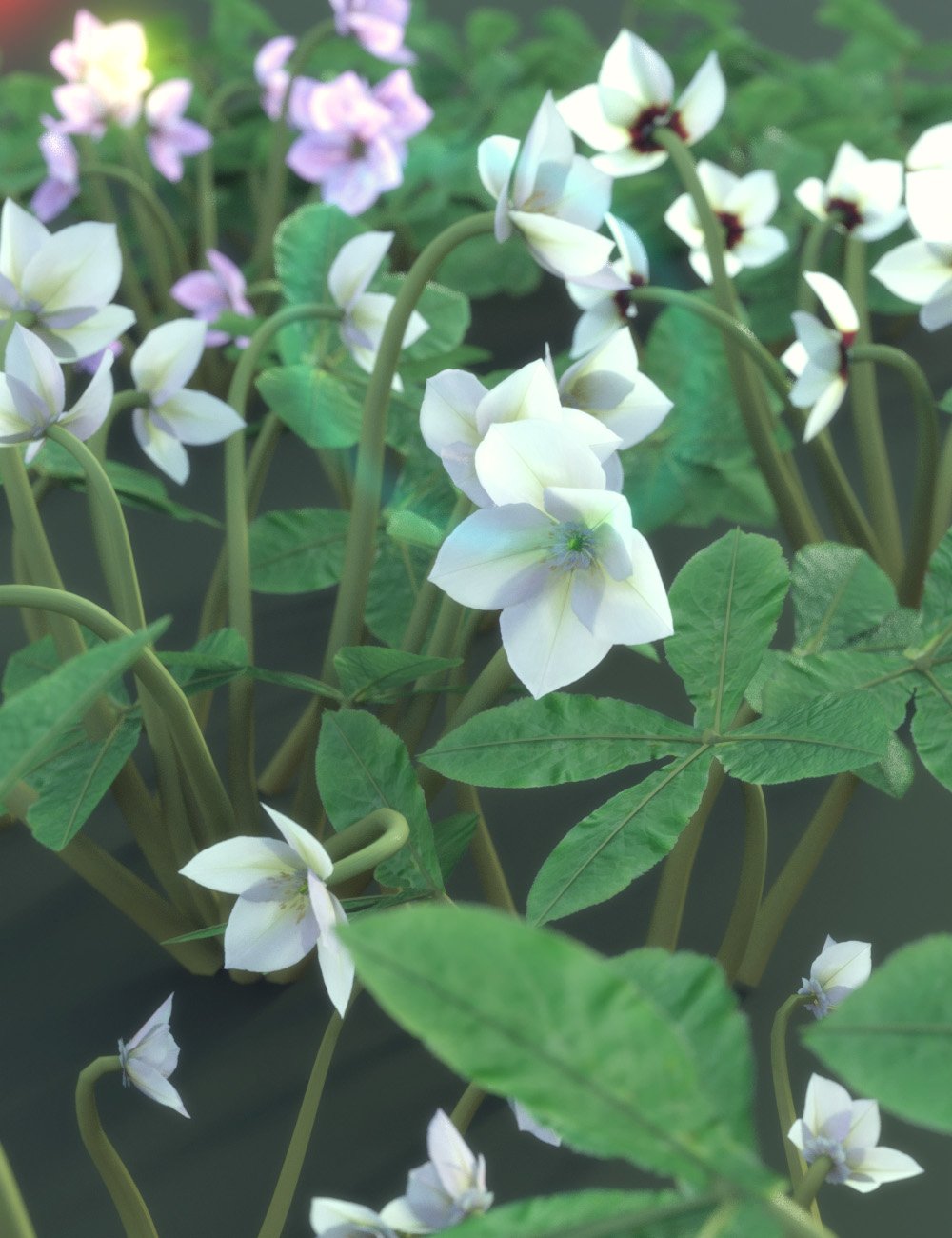 Garden Plants - Helleborus orientalis Christmas Rose Flowers Garden Plants - Helleborus orientalis Christmas Rose Flowers by: MartinJFrost, 3D Models by Daz 3D
