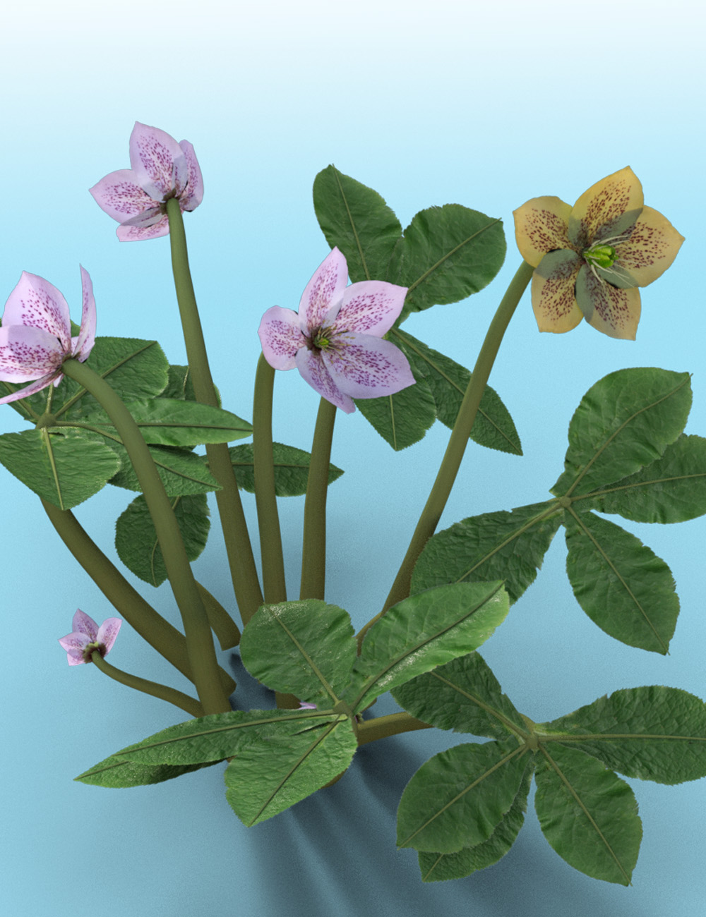 Garden Plants -  Helleborus orientalis  Christmas Rose Flowers by: MartinJFrost, 3D Models by Daz 3D