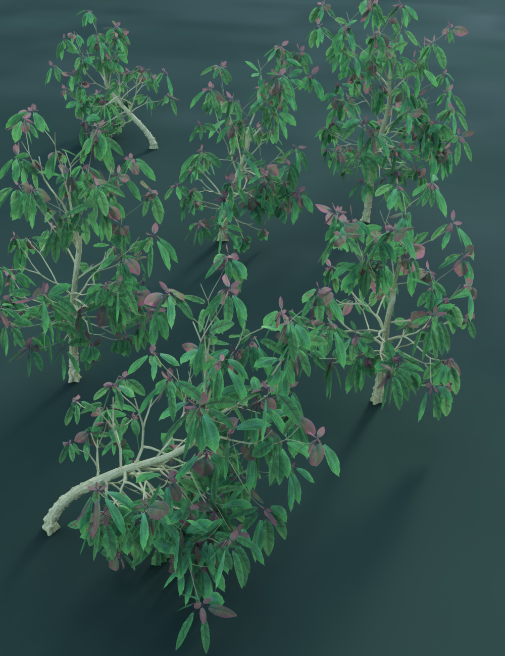 Tropical and Sub Tropical Foliage - Trees and Shrubs Tropical and Sub Tropical Foliage - Trees and Shrubs by: MartinJFrost, 3D Models by Daz 3D
