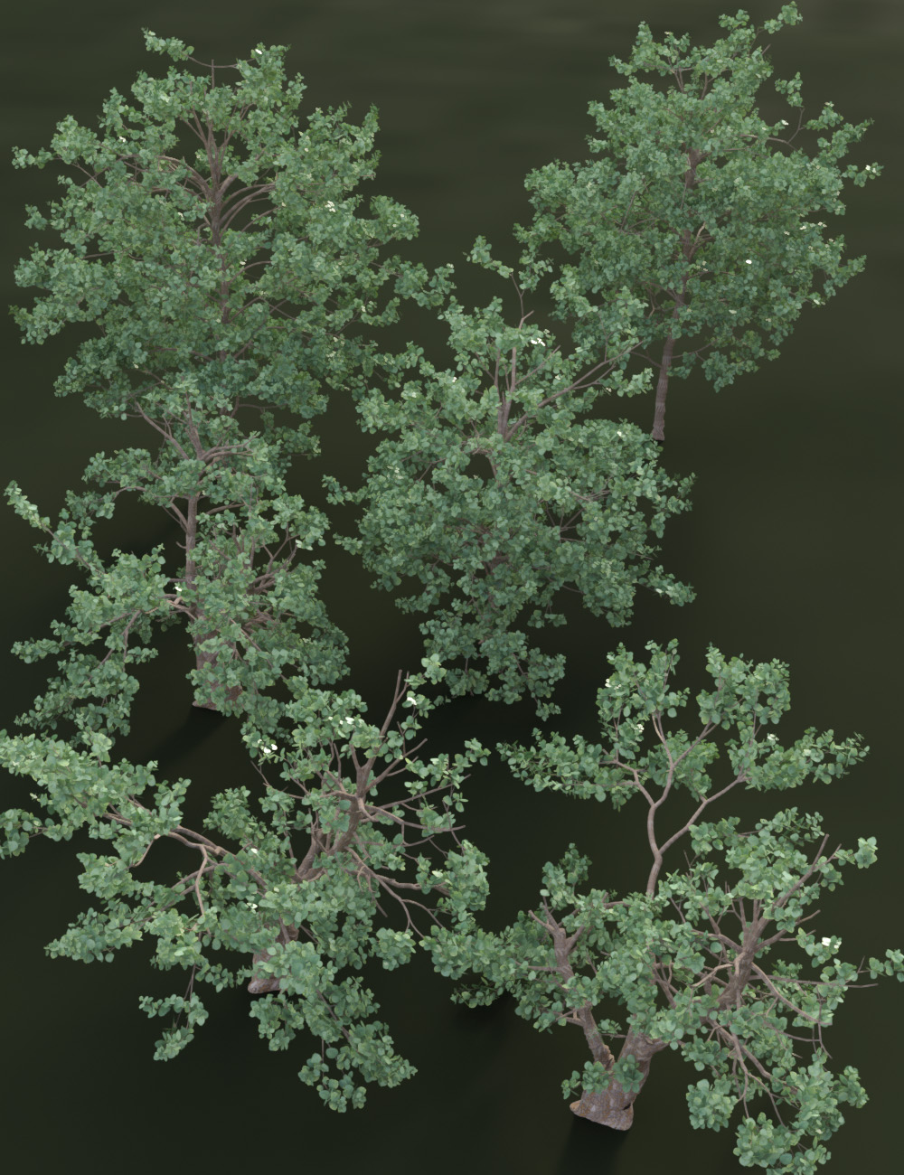 Tropical and Sub Tropical Foliage - Trees and Shrubs Tropical and Sub Tropical Foliage - Trees and Shrubs by: MartinJFrost, 3D Models by Daz 3D