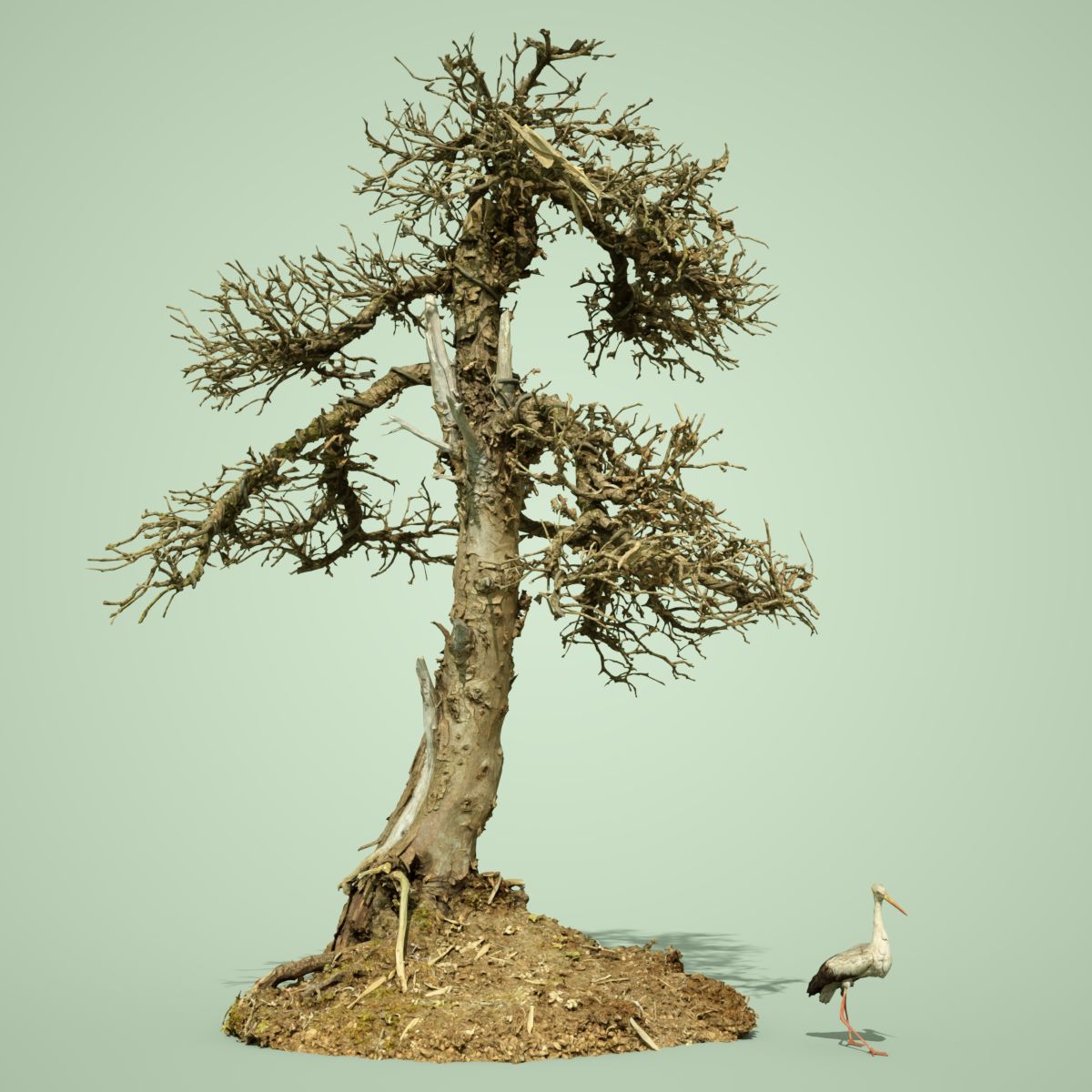 4 Dead Bonsai Trees Daz 3D