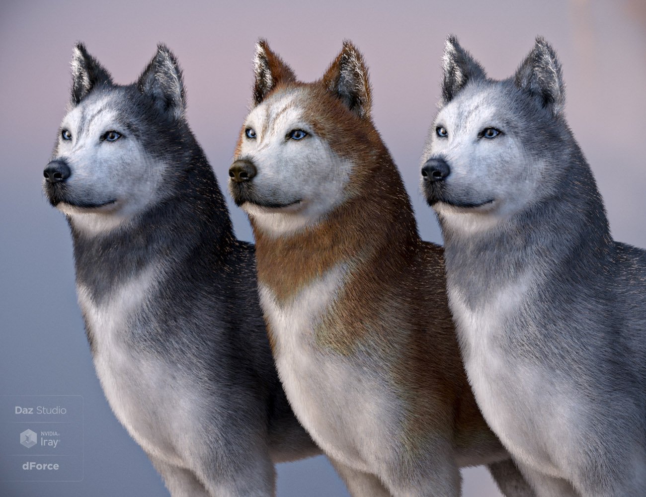 Husky for Daz Dog 8 by: , 3D Models by Daz 3D