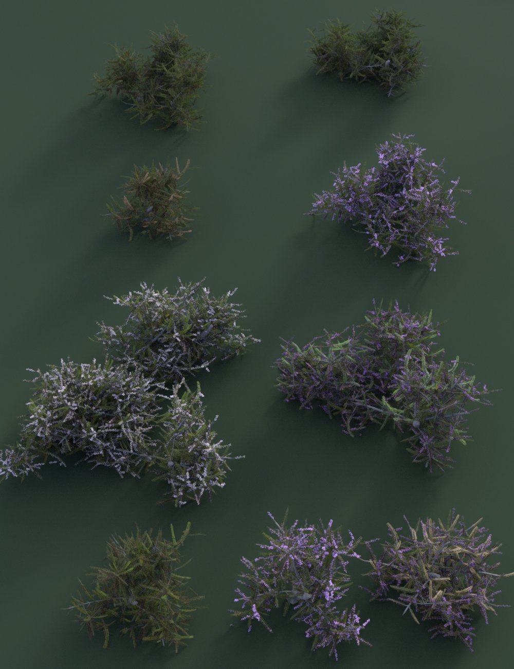 Heather - Heath and Moorland Plants for Daz Studio by: MartinJFrost, 3D Models by Daz 3D