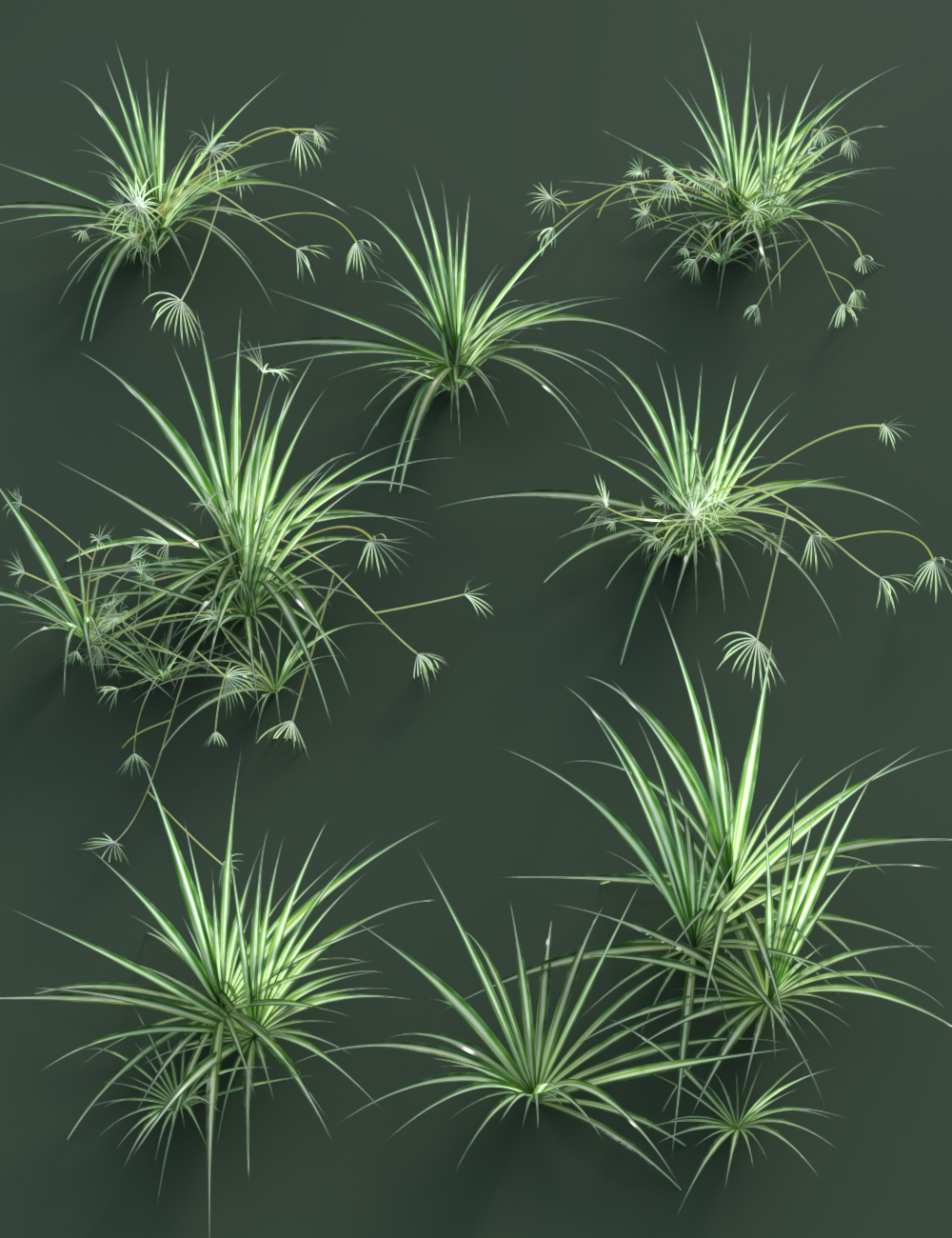 Tropical Plants Vol 4 - House Plants Tropical Plants Vol 4 - House Plants by: MartinJFrost, 3D Models by Daz 3D