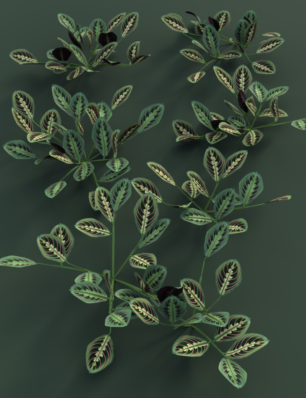 Tropical Plants Vol 4 - House Plants Tropical Plants Vol 4 - House Plants by: MartinJFrost, 3D Models by Daz 3D
