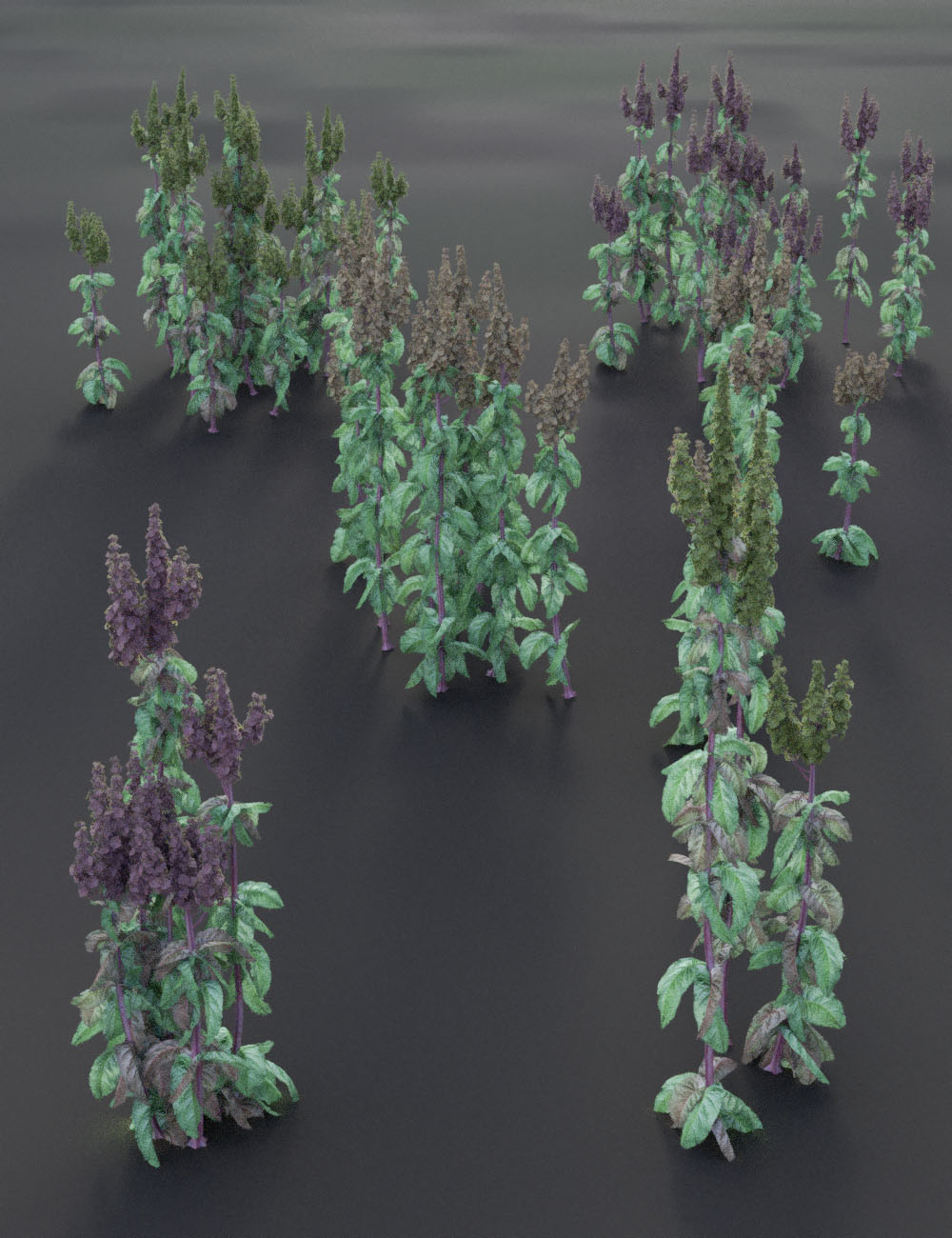 Wildflowers  - Tall Weeds and Seed heads by: MartinJFrost, 3D Models by Daz 3D
