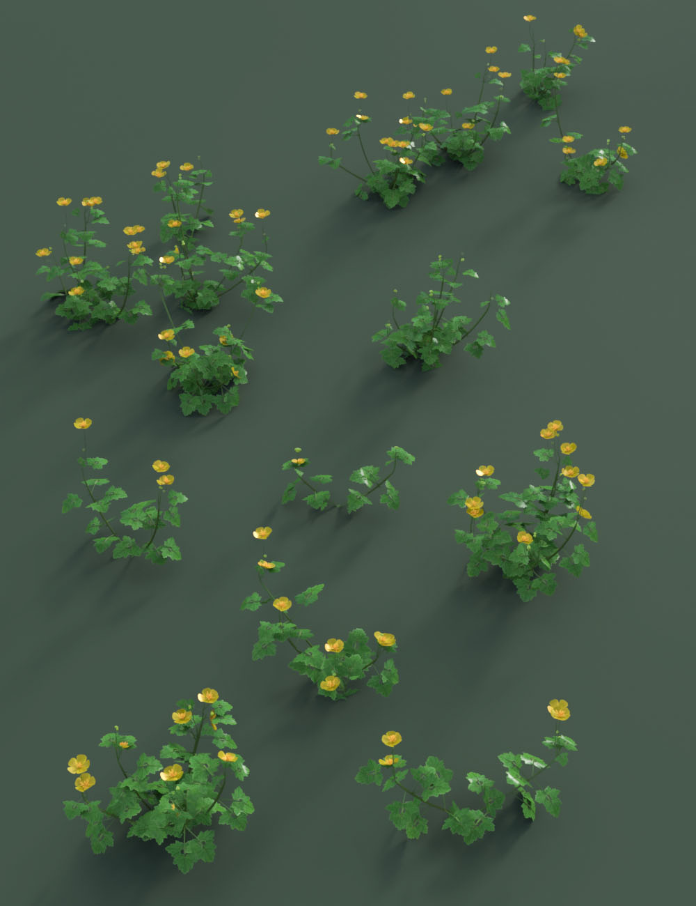 Wildflowers Buttercups and Celandine by: MartinJFrost, 3D Models by Daz 3D