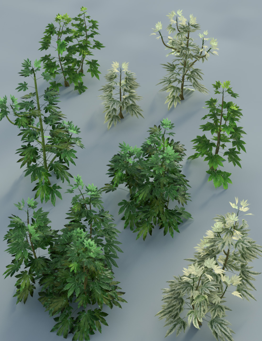 Japanese Aralia - Tropical Shrubs and Foliage by: MartinJFrost, 3D Models by Daz 3D