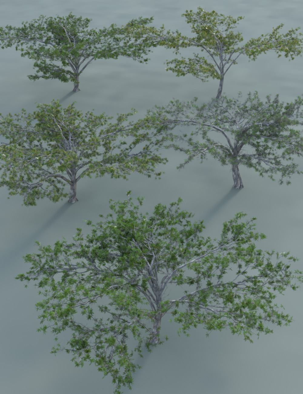 Tropical Acacia Trees by: MartinJFrost, 3D Models by Daz 3D