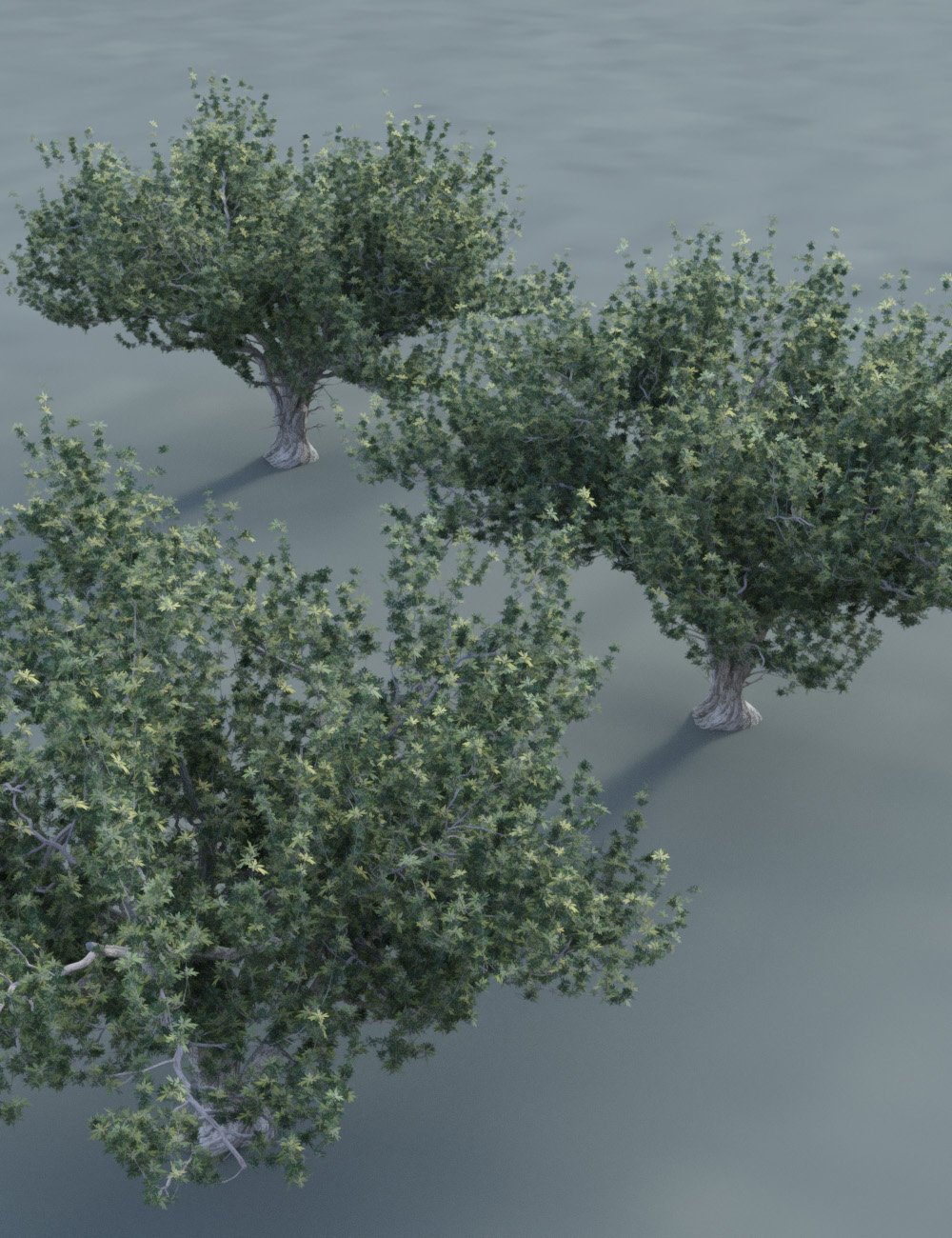 Olive Grove - Ancient Olive Trees Olive Grove - Ancient Olive Trees by: MartinJFrost, 3D Models by Daz 3D