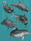 Dolphin Poses by: Digiport, 3D Models by Daz 3D