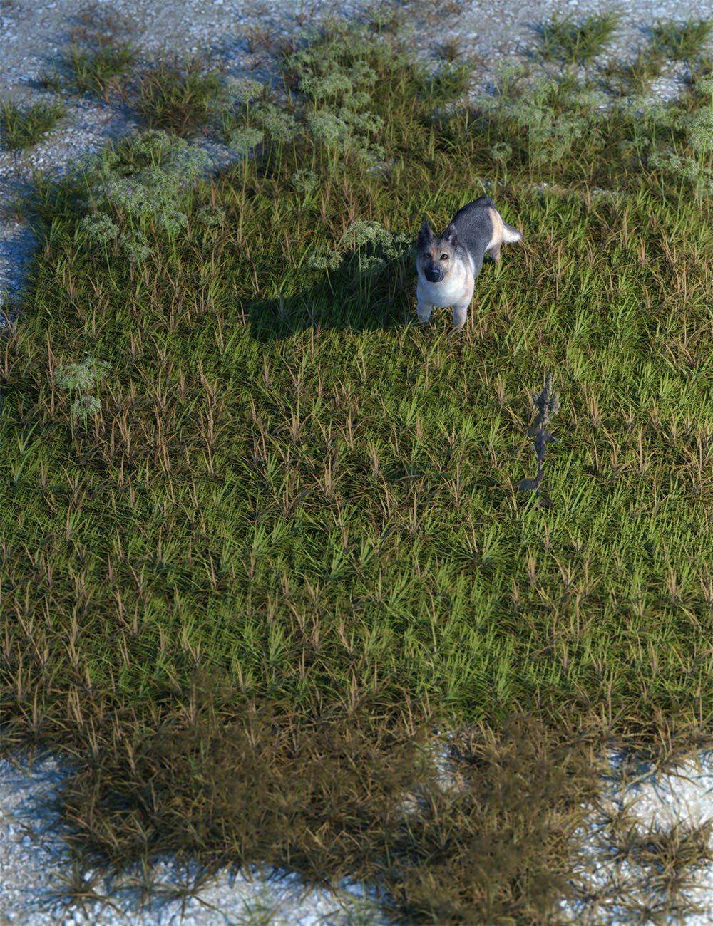 Wasteland Plants and Weeds - Low Resolution Instant Ecosystems Wasteland Plants and Weeds - Low Resolution Instant Ecosystems by: MartinJFrost, 3D Models by Daz 3D