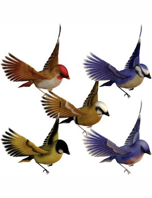 Songbird by: , 3D Models by Daz 3D