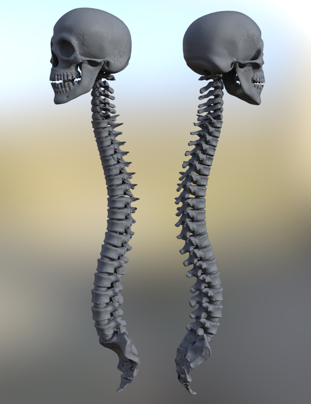 Skull n Spine by: DzFire, 3D Models by Daz 3D