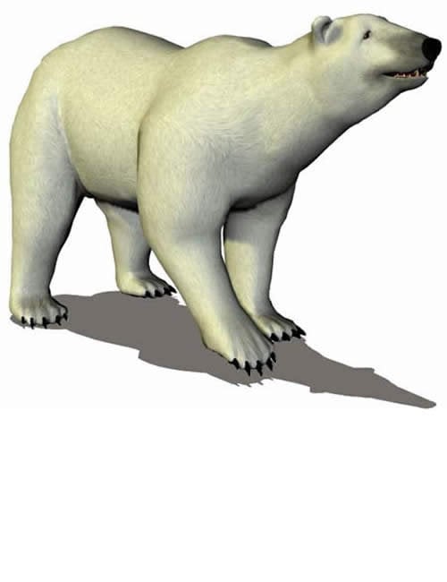 Polar Bear by: , 3D Models by Daz 3D