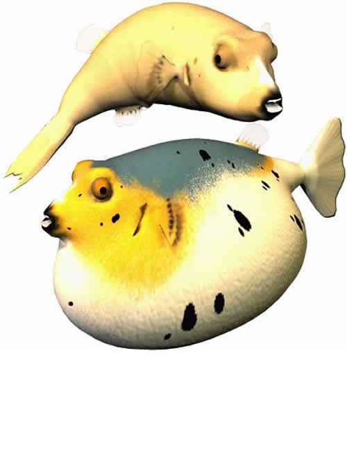 Dogface Puffer Fish by: , 3D Models by Daz 3D