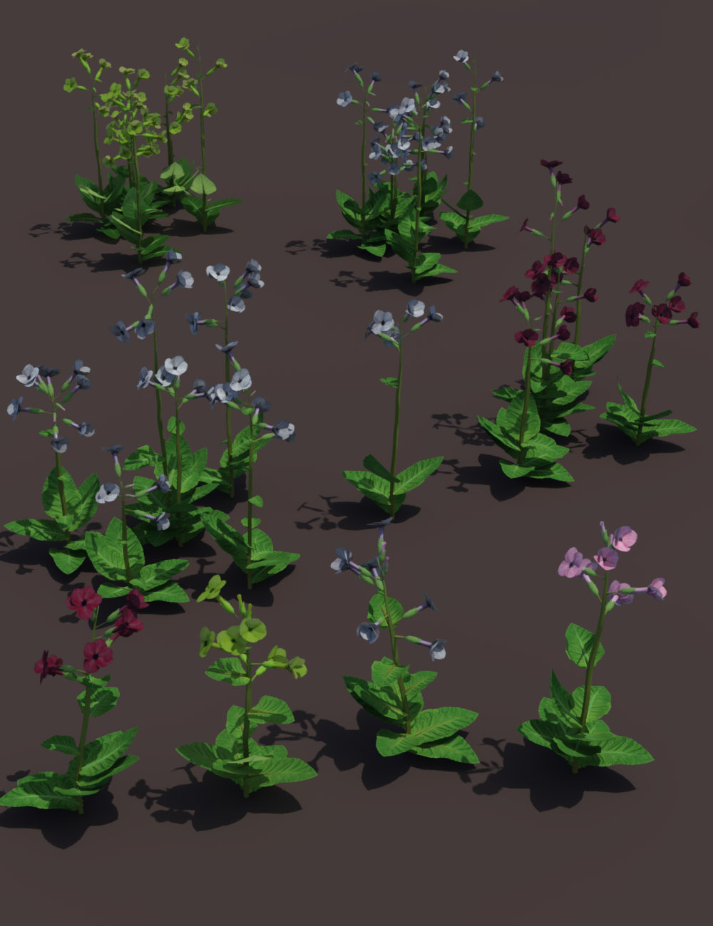 Garden Flowers - Low Res Nicotiana Plants by: MartinJFrost, 3D Models by Daz 3D
