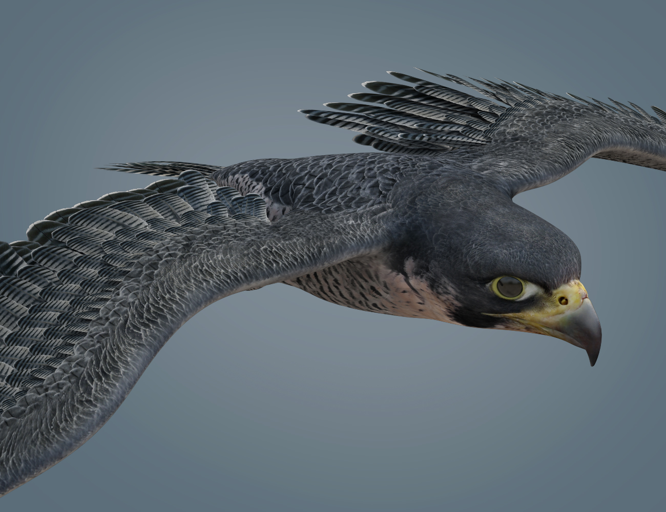 Peregrine Falcon for Deepsea's Eagle Peregrine Falcon for Deepsea's Eagle by: Deepsea, 3D Models by Daz 3D