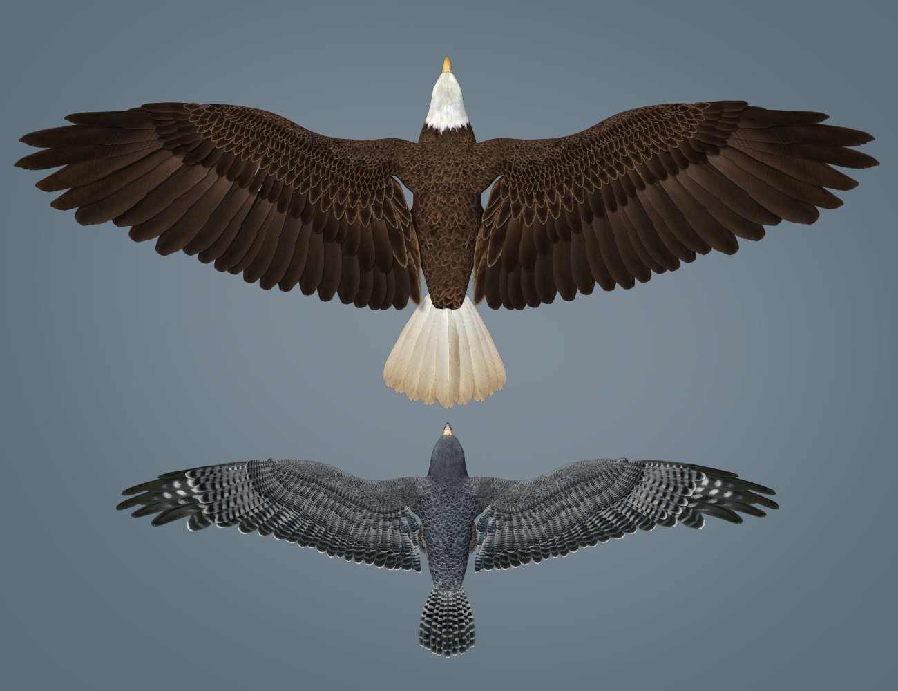 Peregrine Falcon for Deepsea's Eagle by: Deepsea, 3D Models by Daz 3D