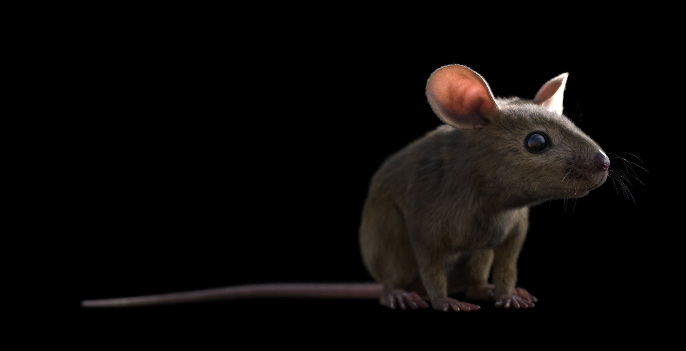 Mouse by AM Mouse by AM by: Alessandro_AM, 3D Models by Daz 3D