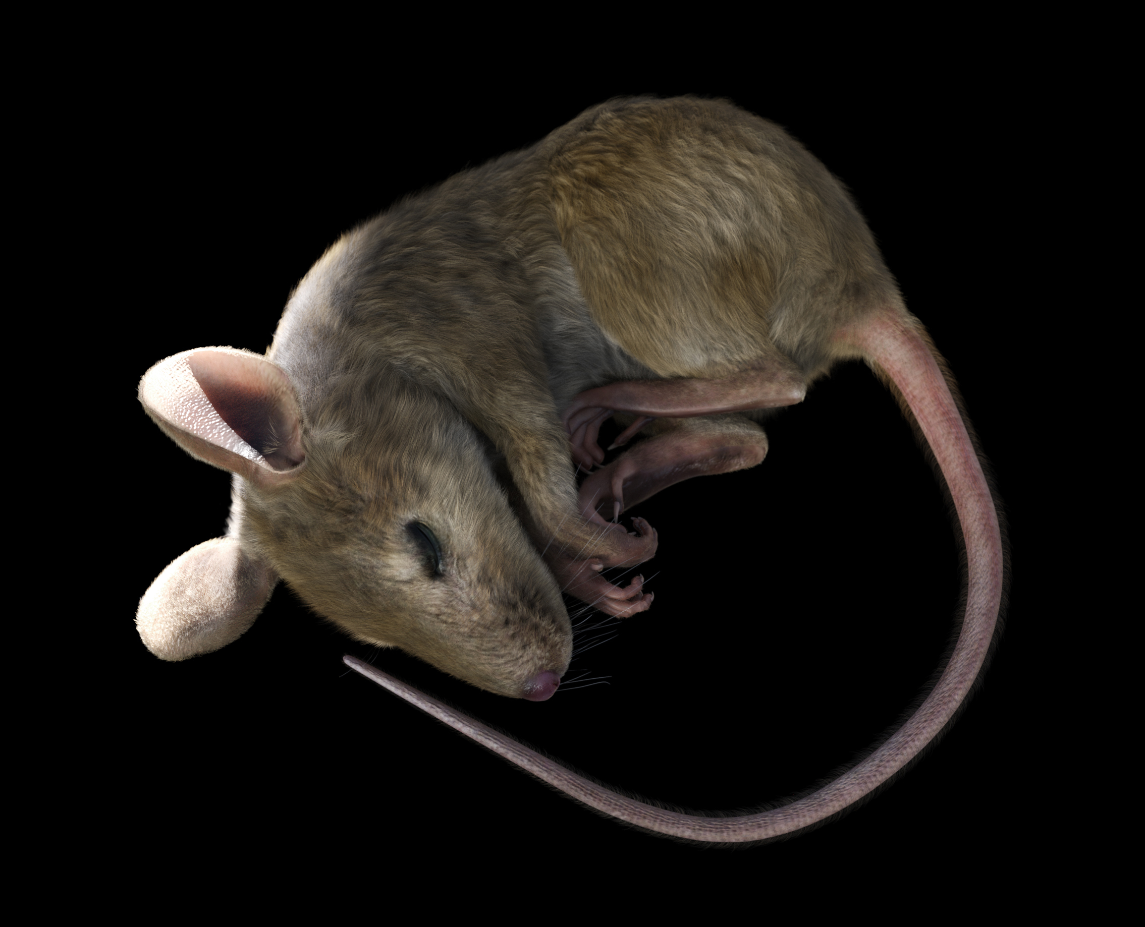 Mouse by AM by: Alessandro_AM, 3D Models by Daz 3D