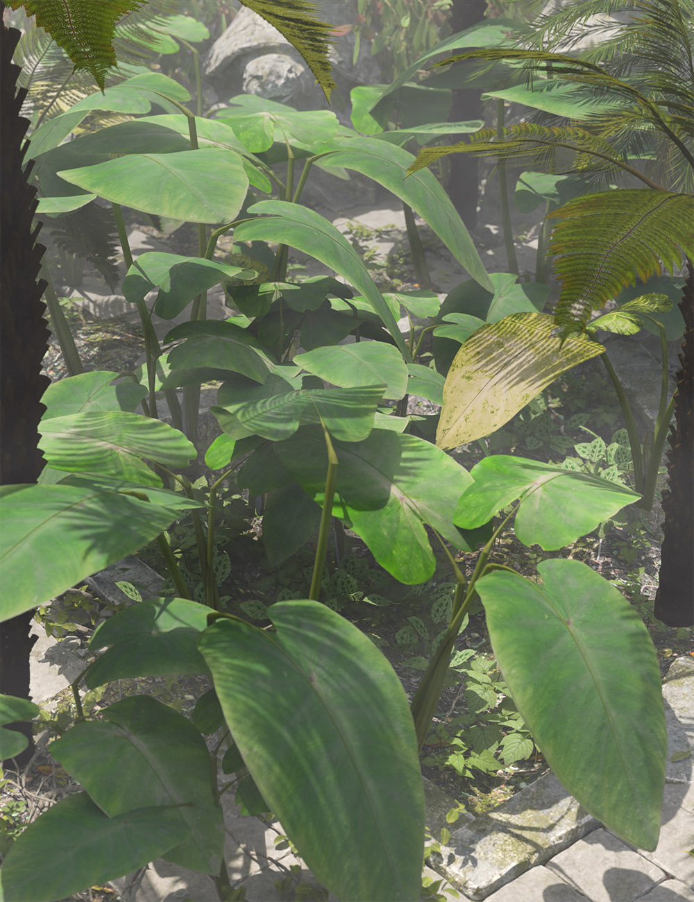 Tropical  Foliage Plants- Colcassia by: MartinJFrost, 3D Models by Daz 3D