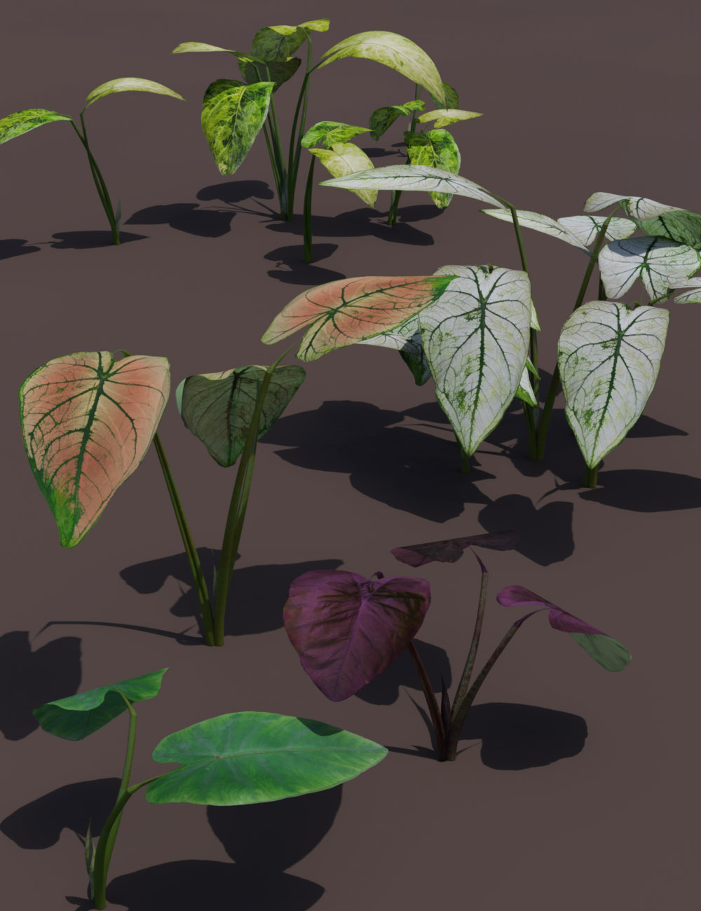 Tropical Foliage Plants- Colcassia Tropical Foliage Plants- Colcassia by: MartinJFrost, 3D Models by Daz 3D