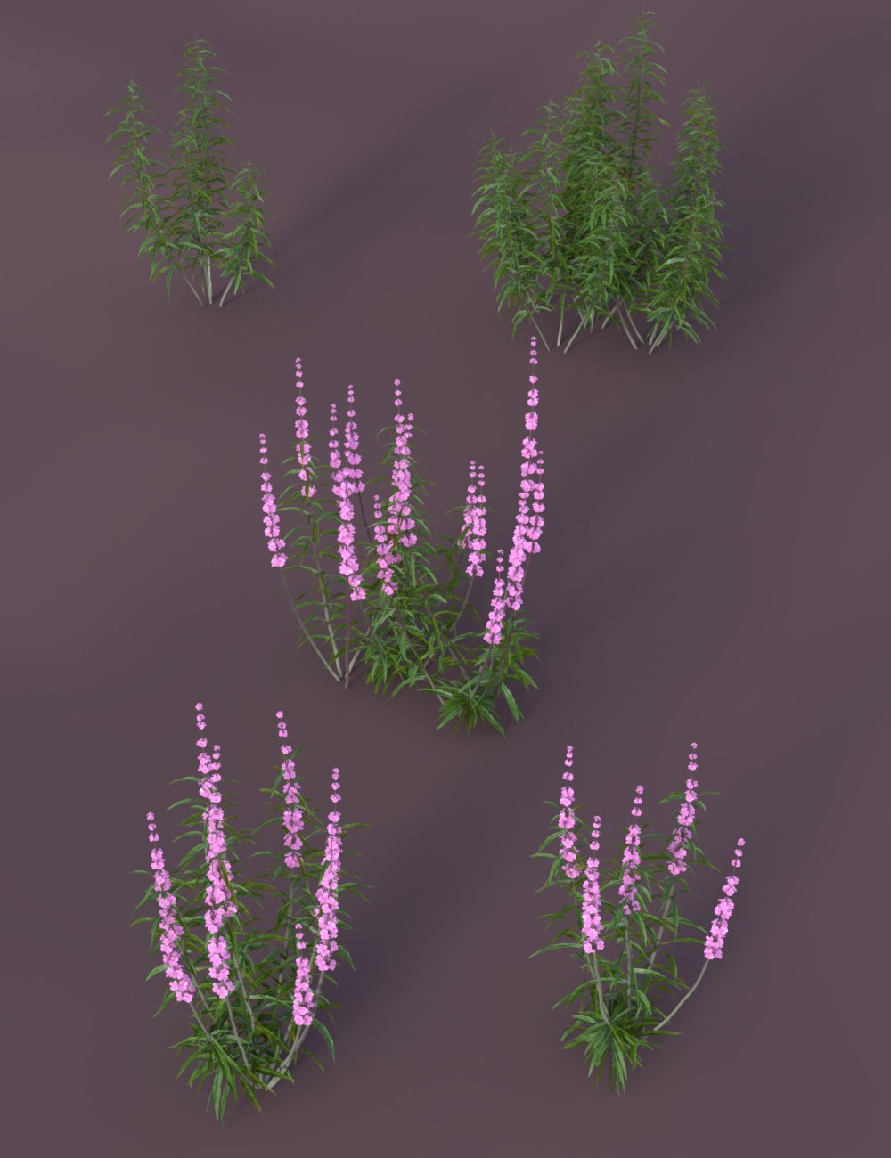 Wetlands Low Res Plants for Vol 2 - Flowering Plants Wetlands Low Res Plants for Vol 2 - Flowering Plants by: MartinJFrost, 3D Models by Daz 3D