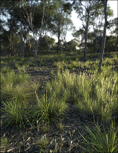 Australia Botanica - Understorey by: HowieFarkes, 3D Models by Daz 3D