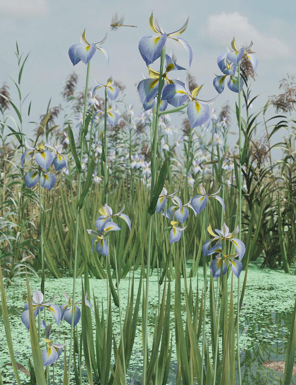 Water Iris - High Res Flowering Plants by: MartinJFrost, 3D Models by Daz 3D