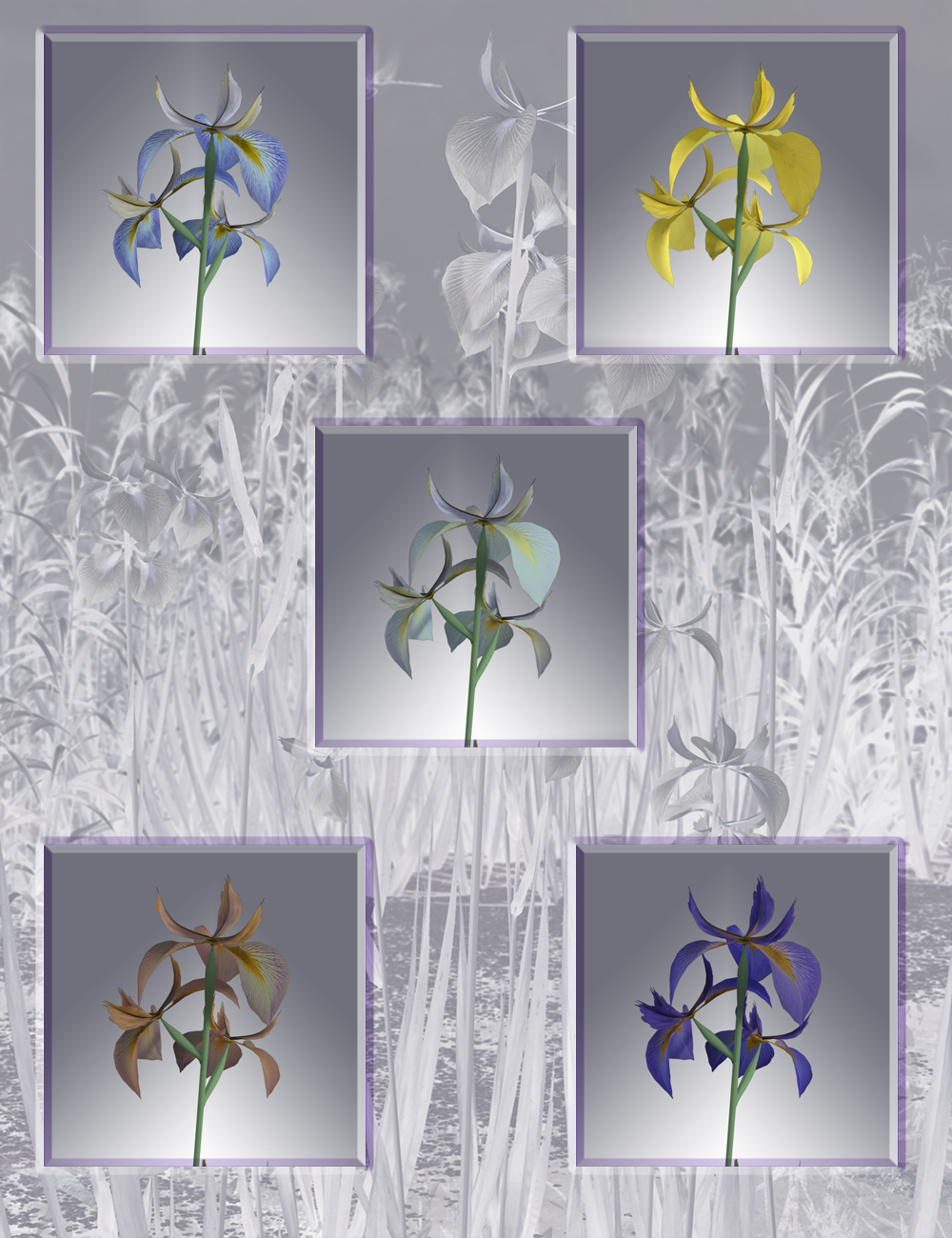 Water Iris - High Res Flowering Plants Water Iris - High Res Flowering Plants by: MartinJFrost, 3D Models by Daz 3D