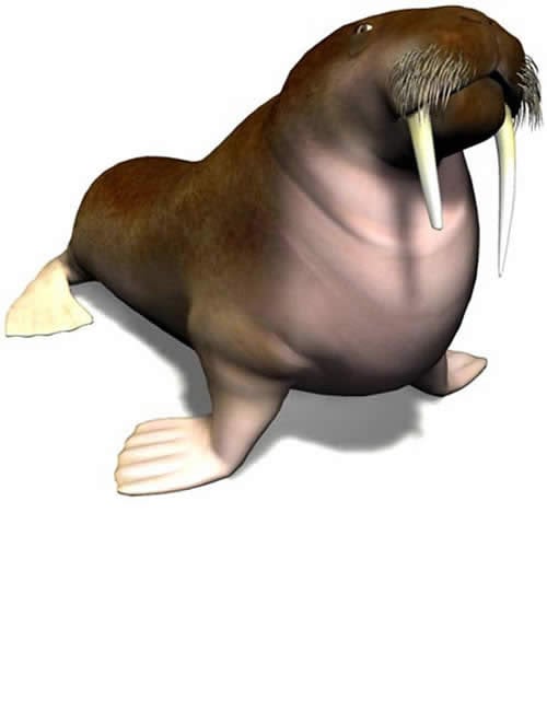 Walrus by: , 3D Models by Daz 3D