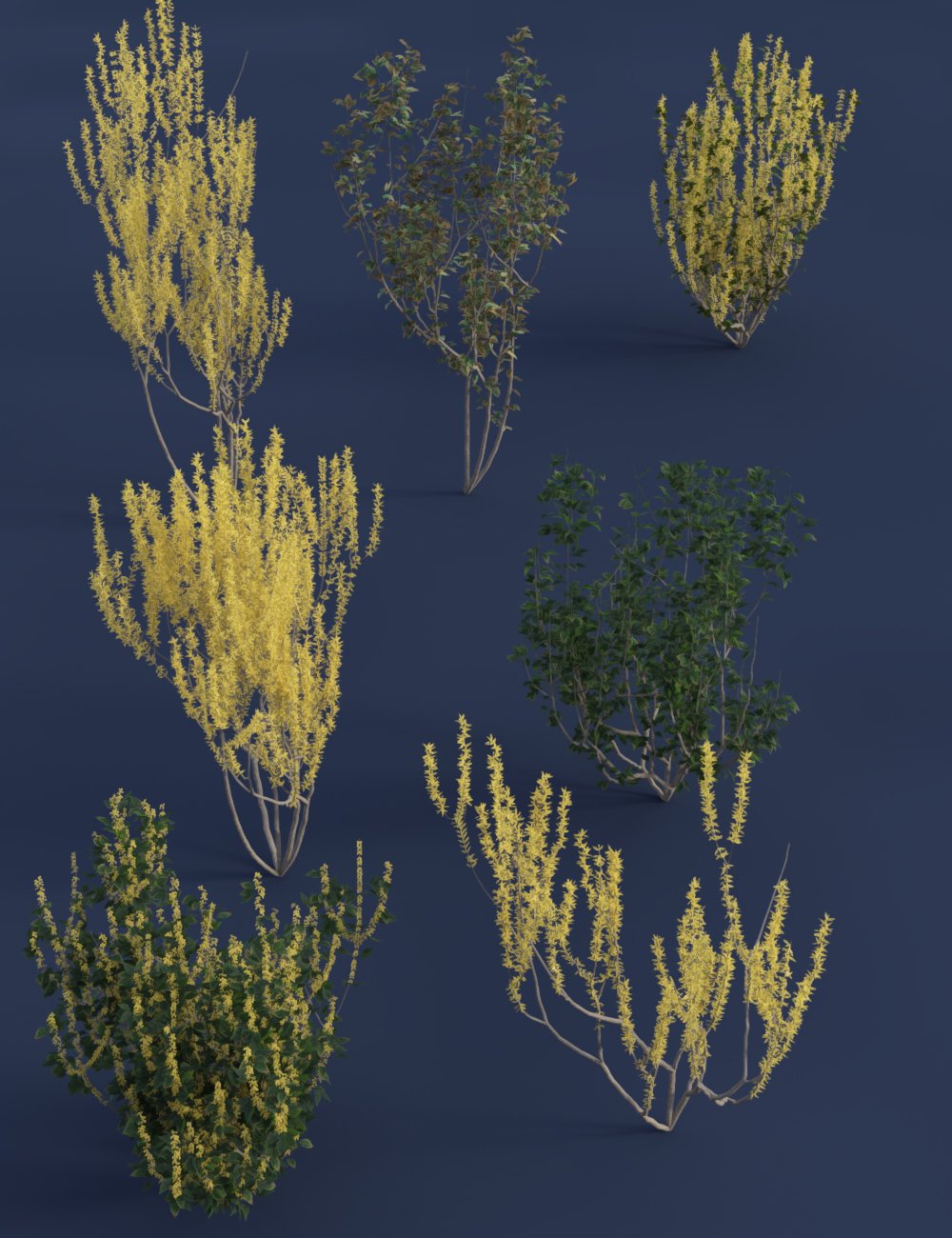 Spring Flowering Shrubs - Golden Forsythia by: MartinJFrost, 3D Models by Daz 3D