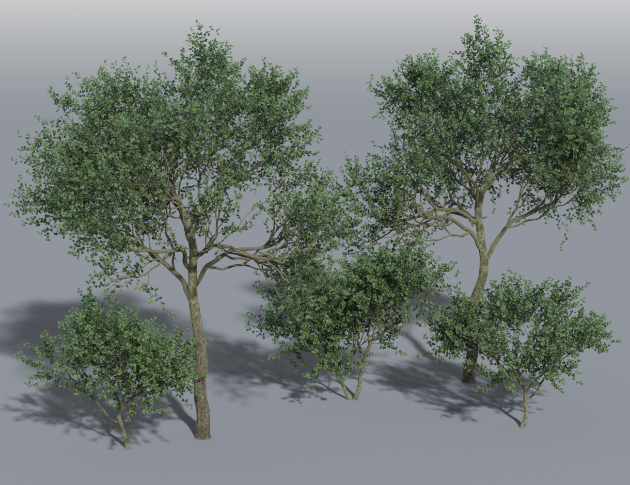 Forest Path Vignette by: vikike176, 3D Models by Daz 3D