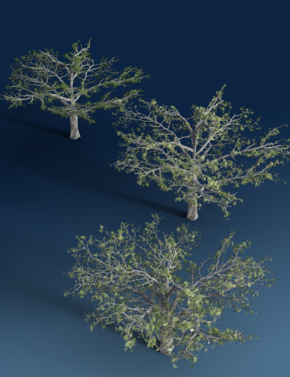 Mediterranean Trees and Shrubs - Low Res Plants by: MartinJFrost, 3D Models by Daz 3D