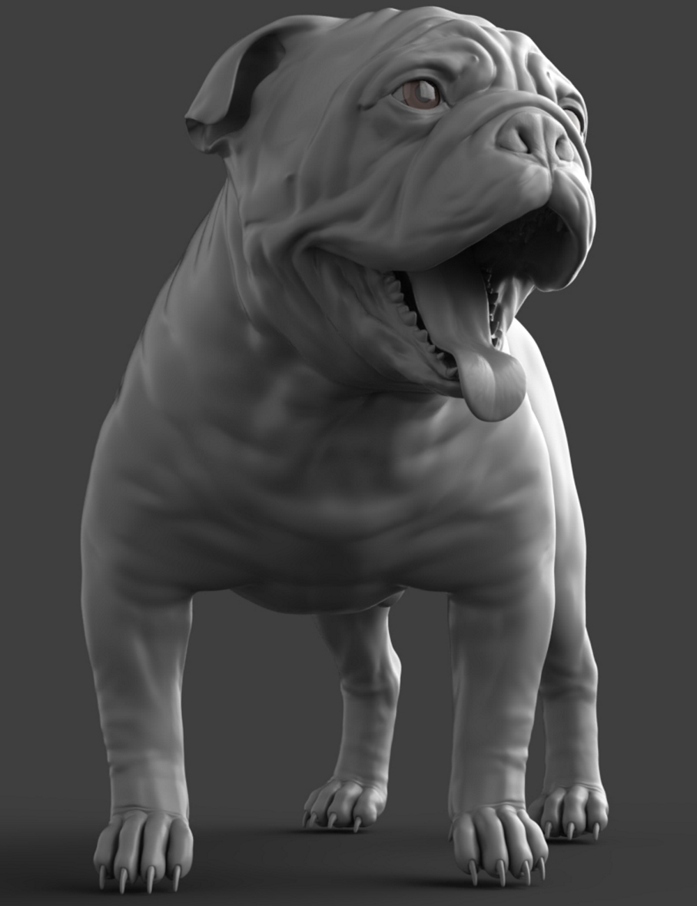 Baxter the English Bulldog for Dog 8 Baxter the English Bulldog for Dog 8 by: , 3D Models by Daz 3D
