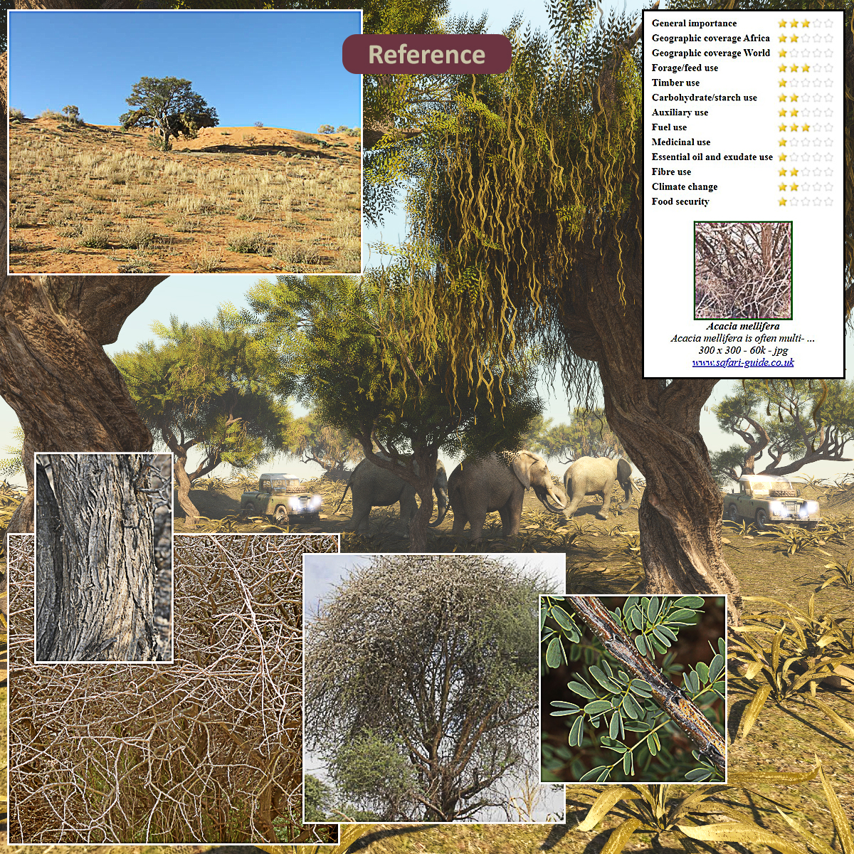 African Acacia Tree by: Gendragon3DJeffersonAF, 3D Models by Daz 3D