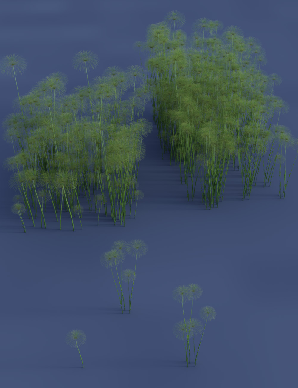 Nile Papyrus Plants by: MartinJFrost, 3D Models by Daz 3D