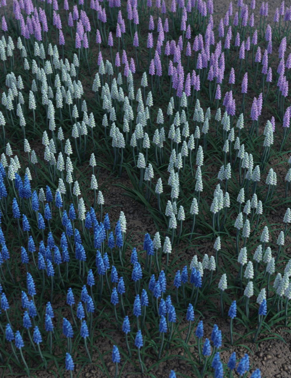Spring Flowers - Muscari Grape Hyacinths by: MartinJFrost, 3D Models by Daz 3D